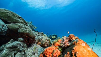 Seascape in turquoise water of coral reef in Caribbean Sea / Curacao with fish coral and Duster...