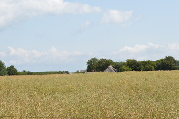 Obraz premium field of wheat