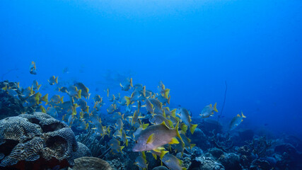 Fototapeta na wymiar School of Schoolmaster Snapper in turquoise water of coral reef in Caribbean Sea / Curacao