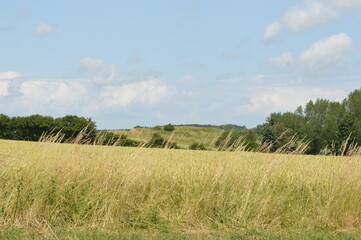 Obraz premium field of wheat