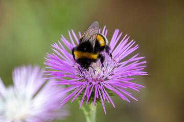 Macrophotographie de papillon - Bourdon terrestre - Bombus terrestris