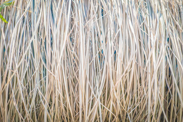 Background from dry grass. The roof is made of natural materials.