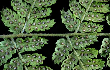 Narrow buckler-fern / Spinulose woodfern – Dryopteris carthusiana – Paproć nerecznica...