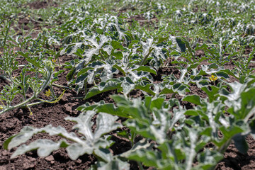 Green watermelon sprouts, a field of bashtan chestnut. How the watermelon grows.