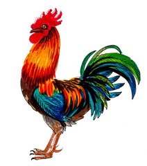 Colorful rooster bird. Ink and watercolor drawing