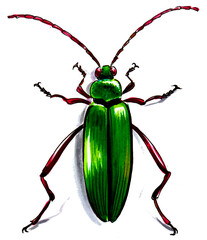 Shinny green beetle. Ink and watercolor drawing
