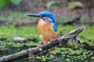 bird, eisvogel, natur, tier, wild lebende tiere, blau, schnabel, bunt, wild, ast, fluss, orange, bird, feather, bienenfresser, green, bees, fisch, gemein, eater, angeln