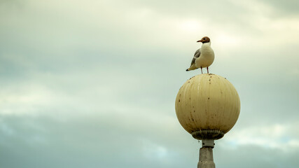 a sea gull sits on a lamppost