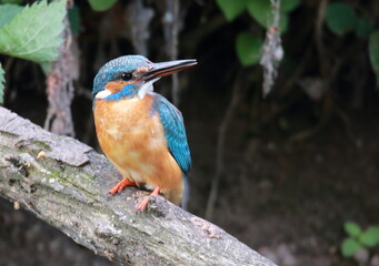 eisvogel, bird, tier, wild lebende tiere, natur, blau, schnabel, ast, bunt, bird, wild, gemein, orange, fisch, fluss, feather, abrechnung, farbe, bunt, gering, angeln, green