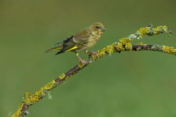 Obraz premium European serin male with the last lights of the evening