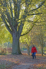 Fototapeta premium Frau mit Hund im Wald