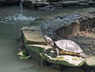 Tortoise sitting on stone at pond water background