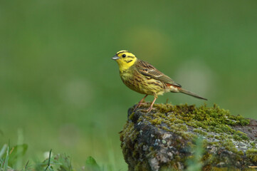 Yellowhammer male with the last lights of the evening