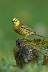Yellowhammer male with the last lights of the evening