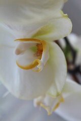 Obraz na płótnie Canvas Орхидея белая