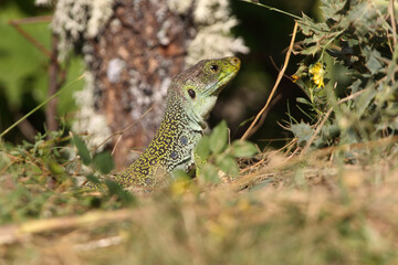 Fototapeta na wymiar Ocellated lizard in their breeding territory, Timon lepidus