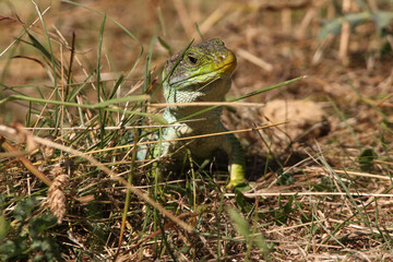 Ocellated lizard in their breeding territory, Timon lepidus