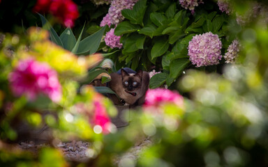 Gato flores