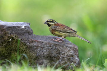 Cirl bunting male with the first light of day, Emberiza cirlus