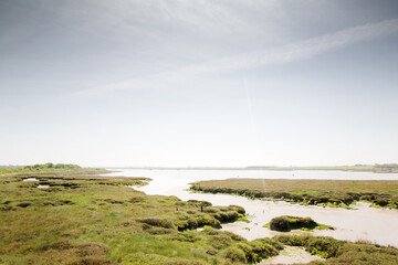 wetland in essex england
