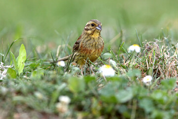 Cirl bunting female with the last lights of the evening
