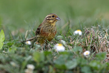 Cirl bunting female with the last lights of the evening