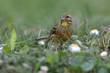 Cirl bunting female with the last lights of the evening