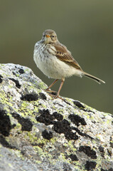 Water pipit with the first light of day