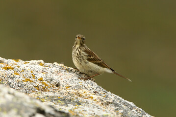 Water pipit with the first light of day