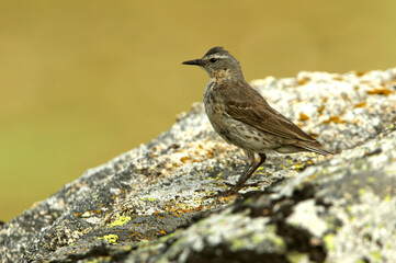 Water pipit with the first light of day