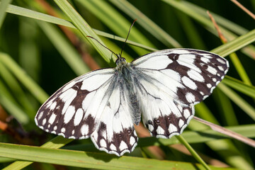 Macrophotographie de papillon - Melanargia occitanica Échiquier d'Occitanie