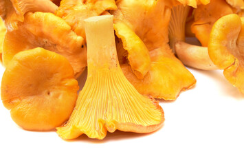 Chanterelle mushrooms isolated on a white background.