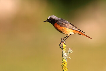 Common redstart male with the last lights of the evening