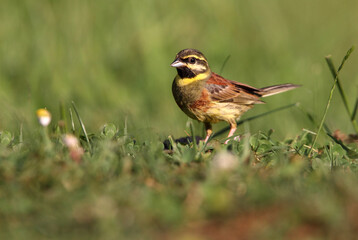 Fototapeta premium Cirl bunting male with the first light of day, Emberiza cirlus