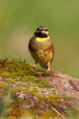 Cirl bunting male with the first light of day, Emberiza cirlus