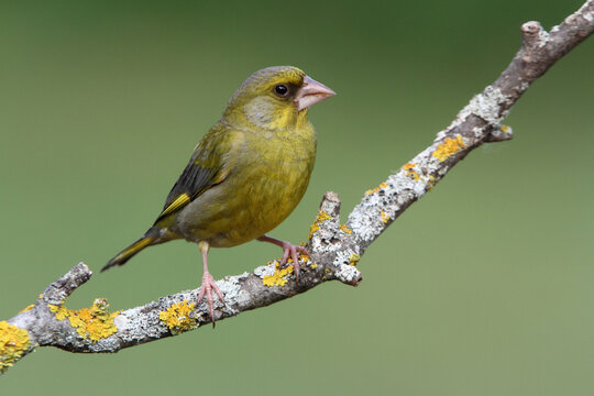 European greenfinch male with the last lights of the evening