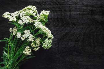 Sprigs of Yarrow on Black Background