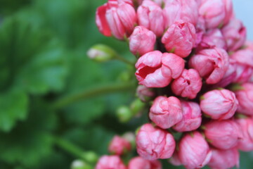 Пеларгония