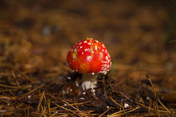 Мухомор в лесу. Openok in the forest. 