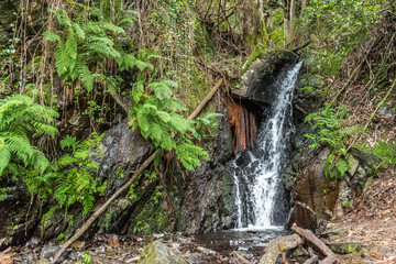 Fresh and wild landscape with waterfall among black rocks, moss and green leaves of ferns, Lousã PORTUGAL