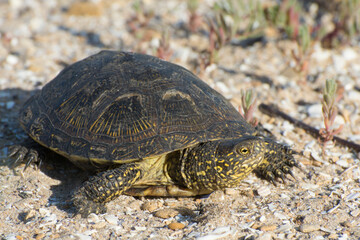 A tortoise crawls on the sand in the desert. Wild reptiles close up.
