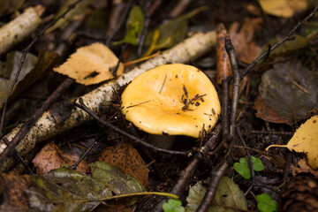 Желтый гриб сыроежка., Yellow mushroom Russula.