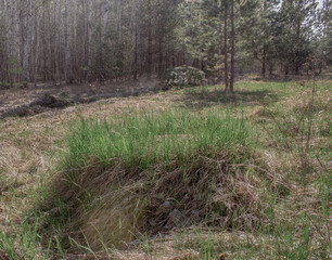 A large round ant hill in the forest. A large anthill with grass on the edges of the closeup.