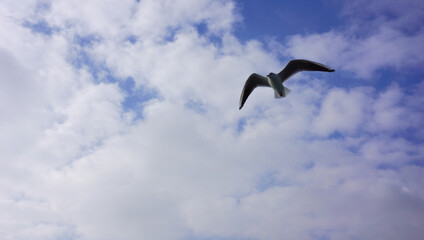 Obraz premium Flying seagull in the blue sky with white clouds