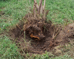 Uprooted tree. Axed tree roots in the hole. The Bush was uprooted from the ground.
