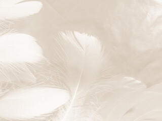 Beautiful abstract gray and white feathers on white background, soft brown feather texture on white pattern background, gray feather background