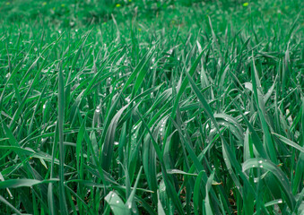 Grass after rain. Meadow with dew on the thick grass. Morning dew on the green grass.