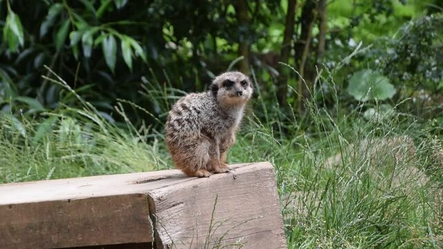 Erdm&auml;nnchen