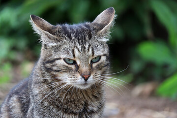 Offended cat sitting on a summer street. Portrait of angry pet with green eyes outdoor