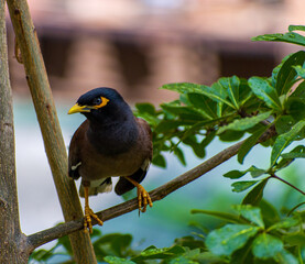 green winged blackbird
